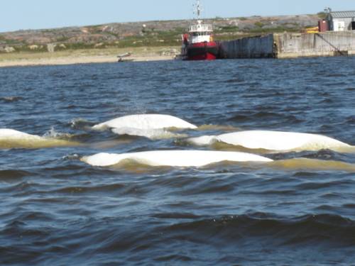Churchill Manitoba Canadá codigo de promocion Booking.com
